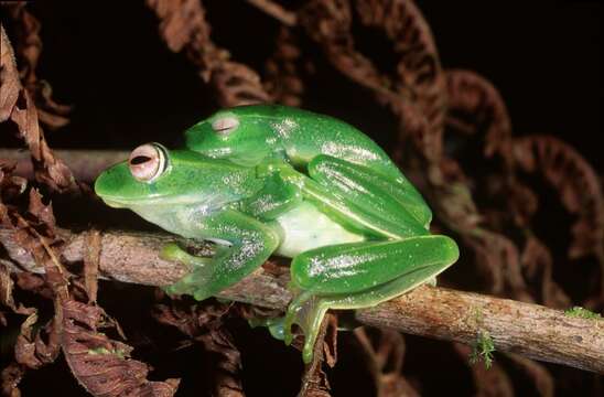 Image of Bright-eyed frog