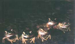 Image of Bright-eyed frog