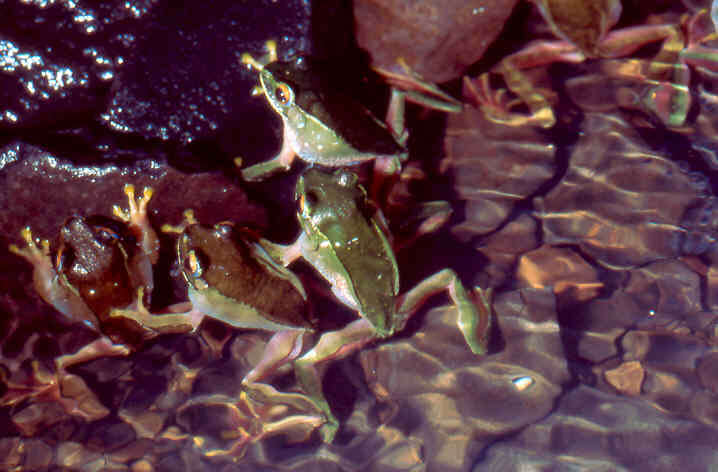 Image of Bright-eyed frog