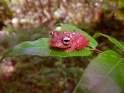 Image of Boophis pyrrhus Glaw, Vences, Andreone & Vallan 2001