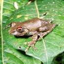 Image of Boophis rufioculis Glaw & Vences 1997