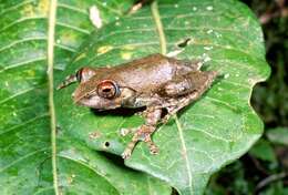 Image de Boophis rufioculis Glaw & Vences 1997