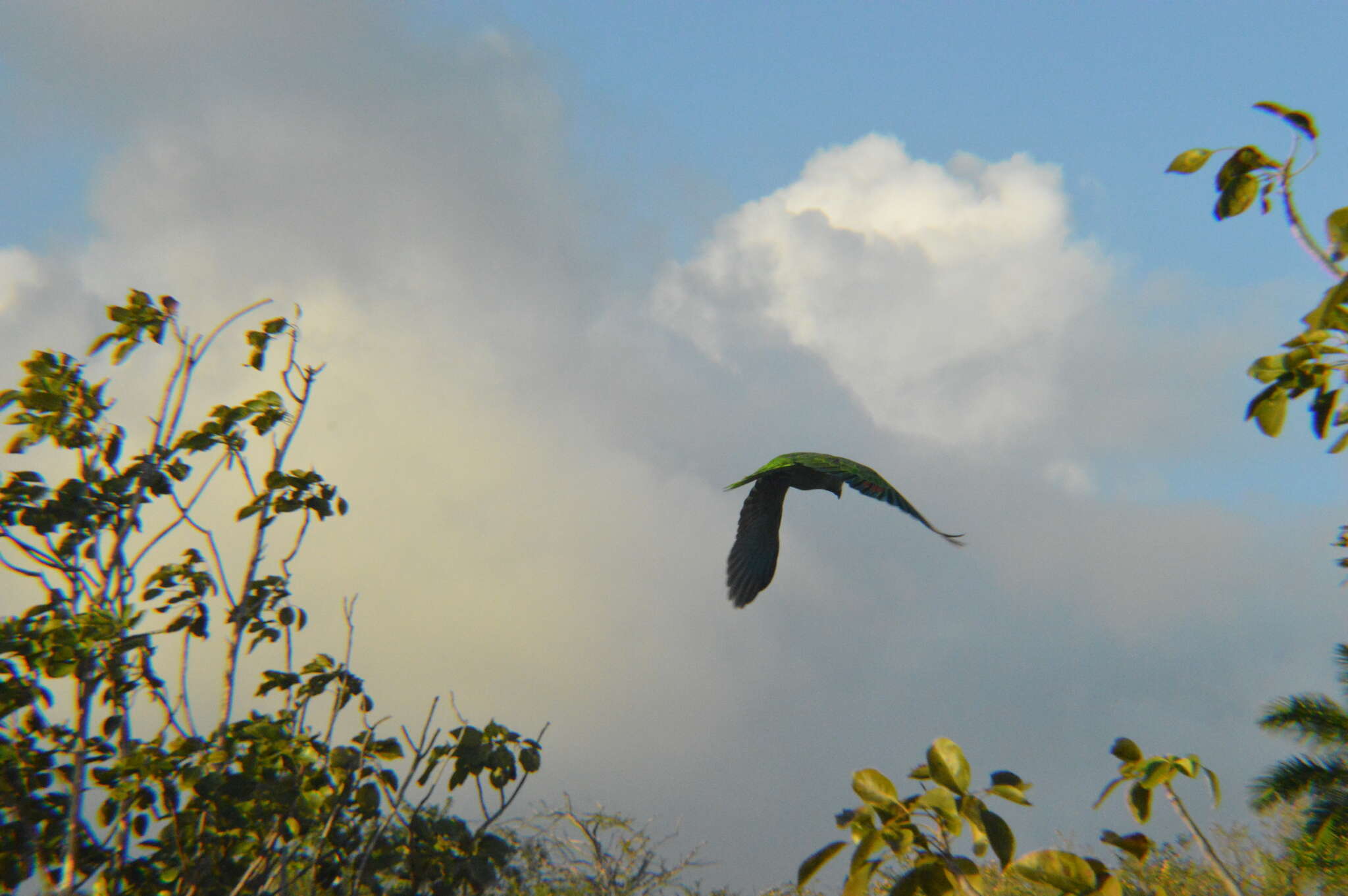 Image of Yellow-shouldered Amazon