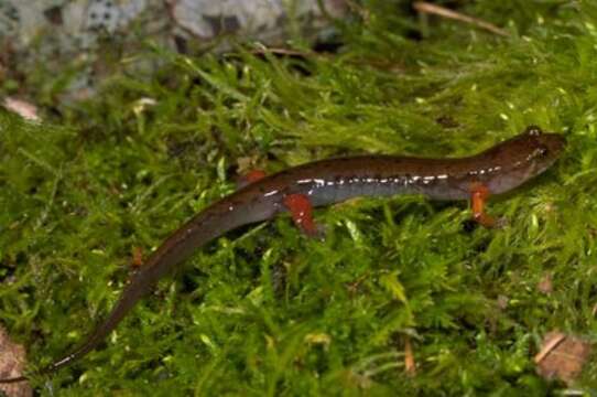 Image of Imitator Salamander