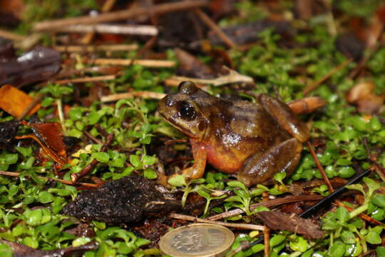 Image of Emilio's Ground Frog