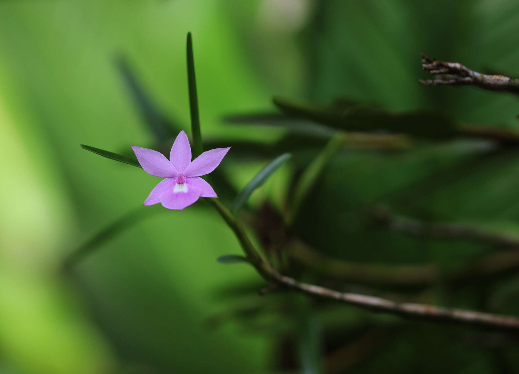 Imagem de Dimerandra emarginata (G. Mey.) Hoehne