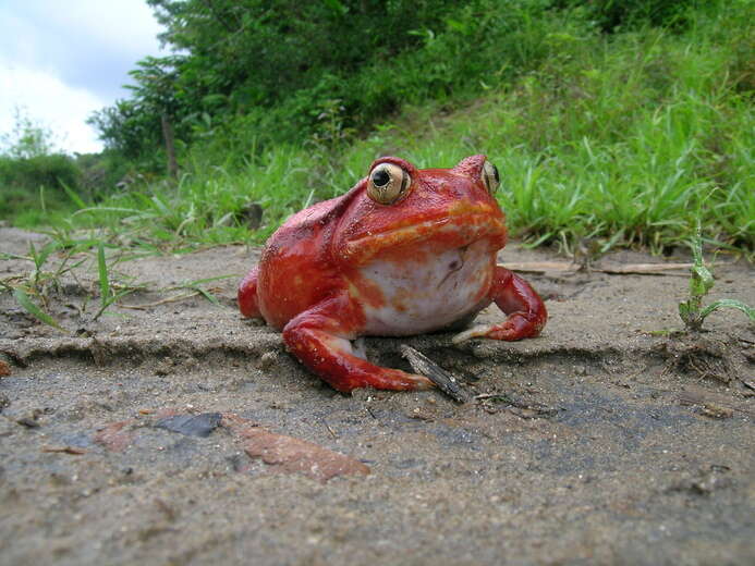 Image of Tomato Frogs