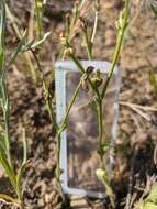 Image of striped hawksbeard