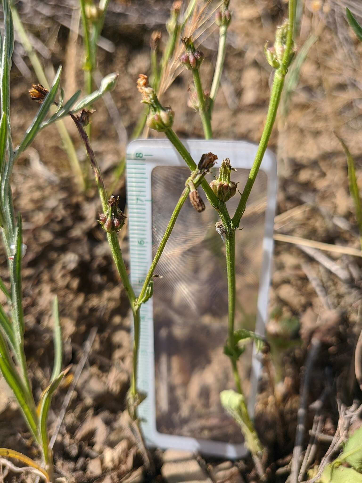 Image of striped hawksbeard