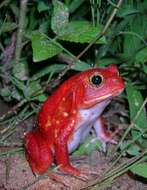 Image of Tomato Frogs