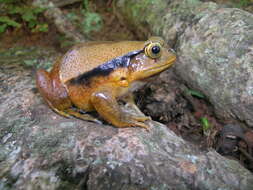 Image of Sambava Tomato Frog