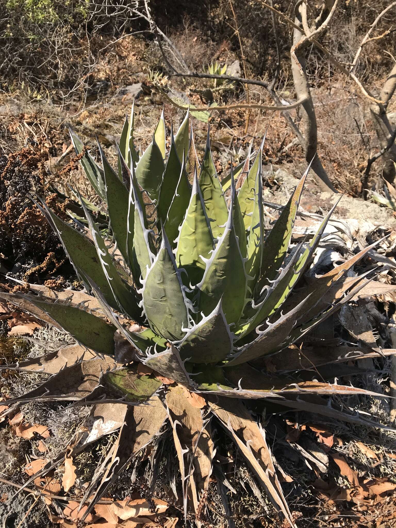 Agave horrida subsp. horrida resmi