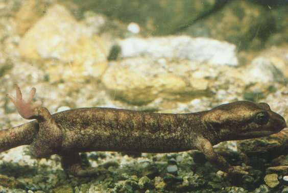 Image of Corsican Brook Salamander