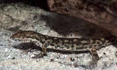 Image of Sardinian Brook Salamander