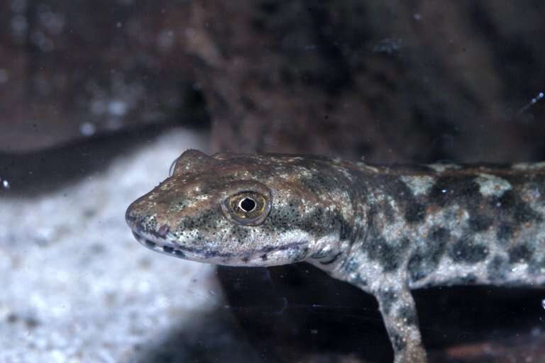 Image of Sardinian Brook Salamander