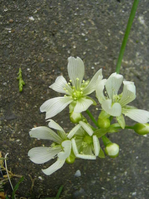 Image of Dionaea