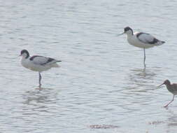 Image de Avocette à tête noire