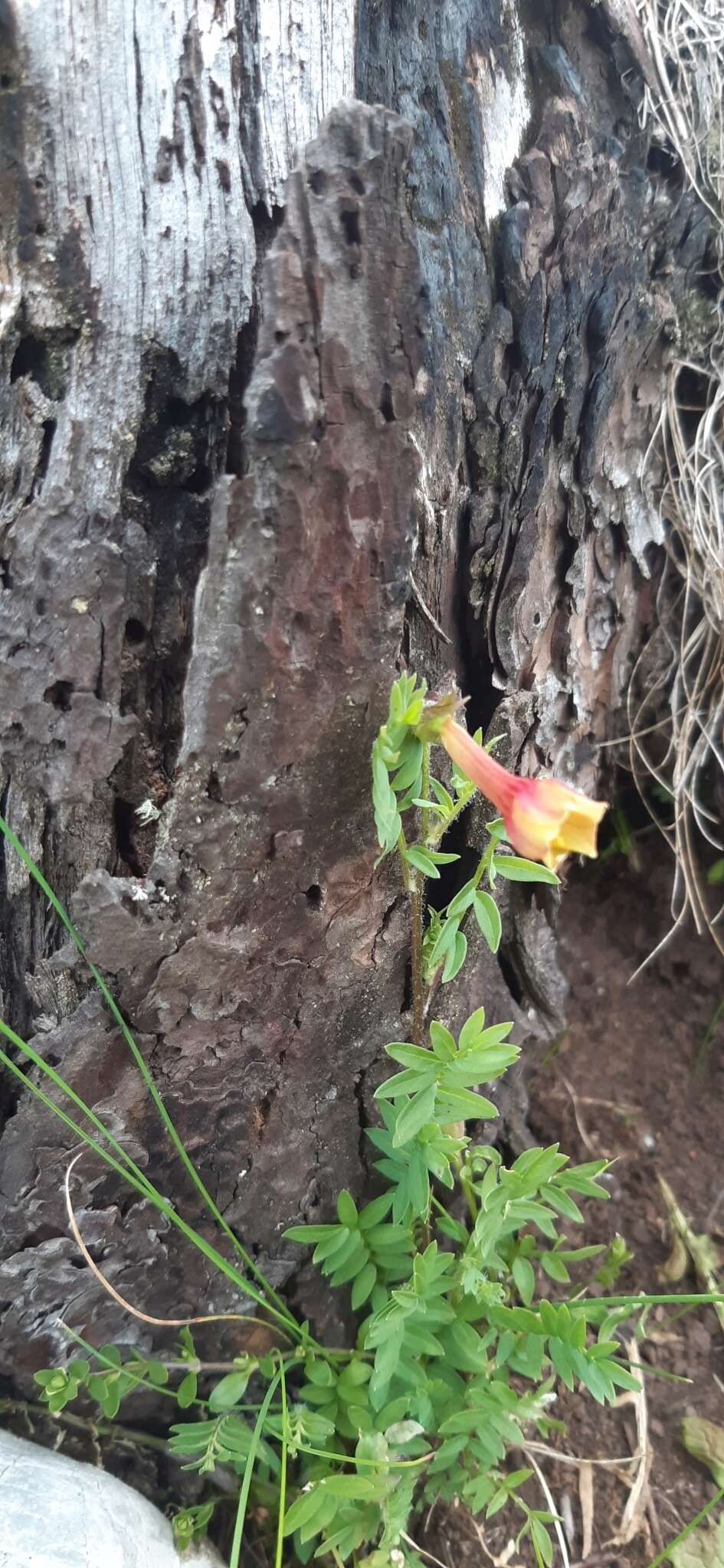 Image of fewflower Jacob's-ladder