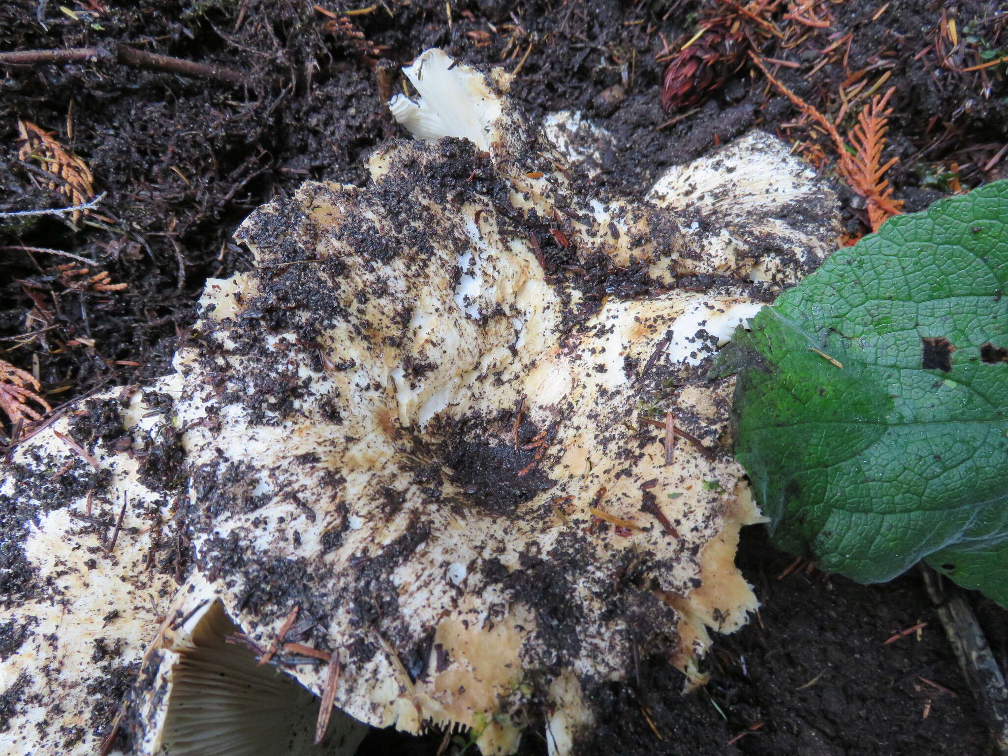 Sivun Russula brevipes Peck 1890 kuva