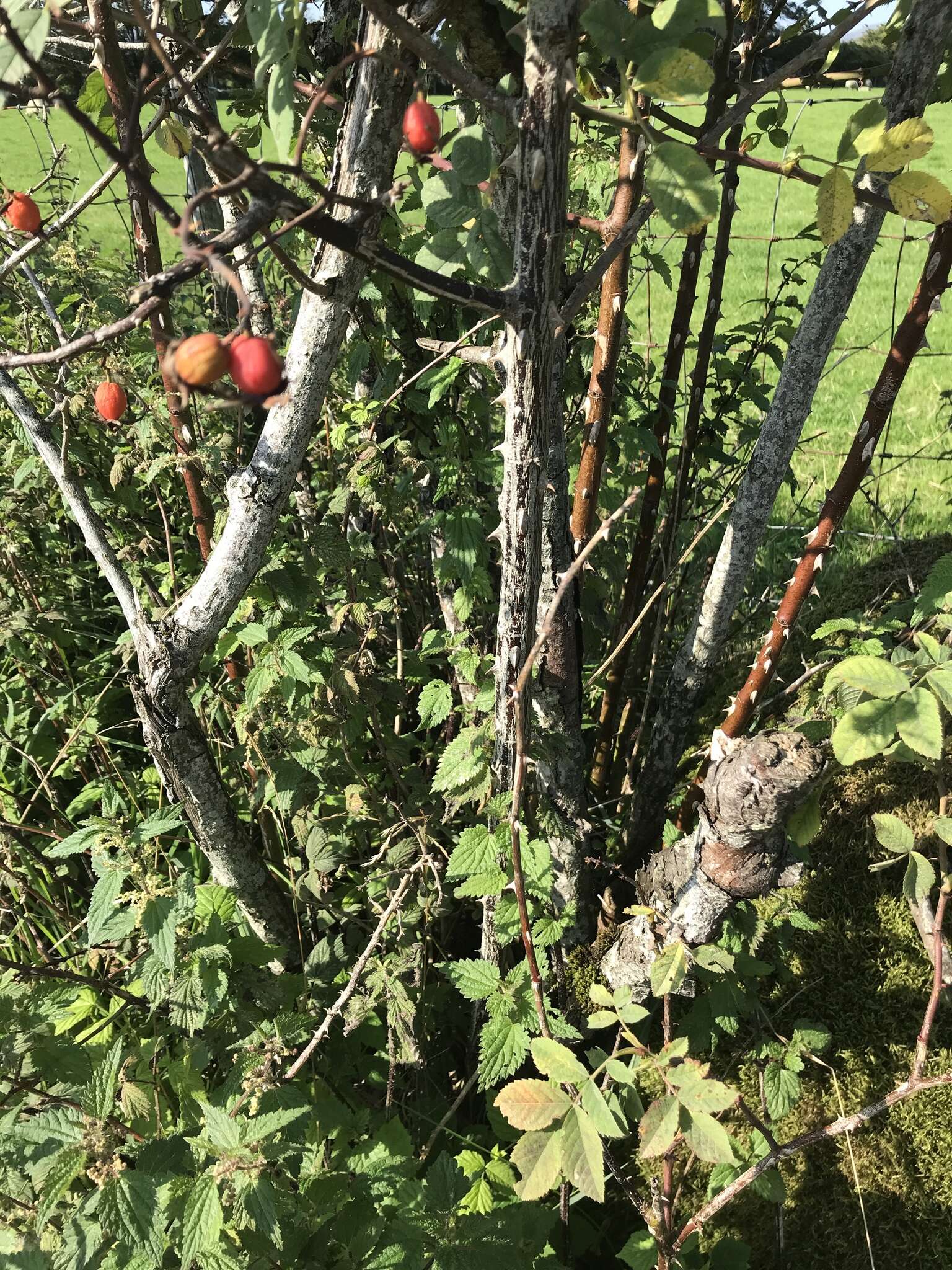 Plancia ëd Rosa dumalis Bechst.