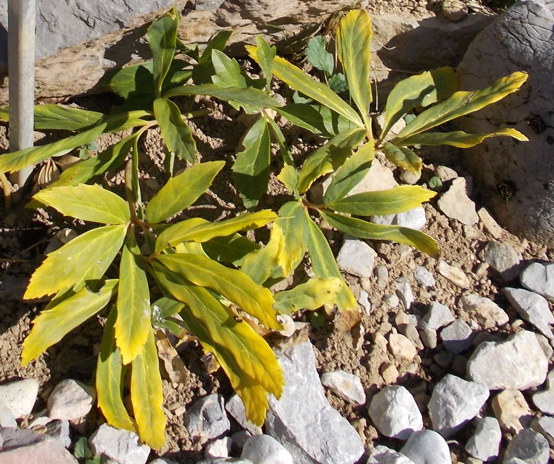 Image of black hellebore