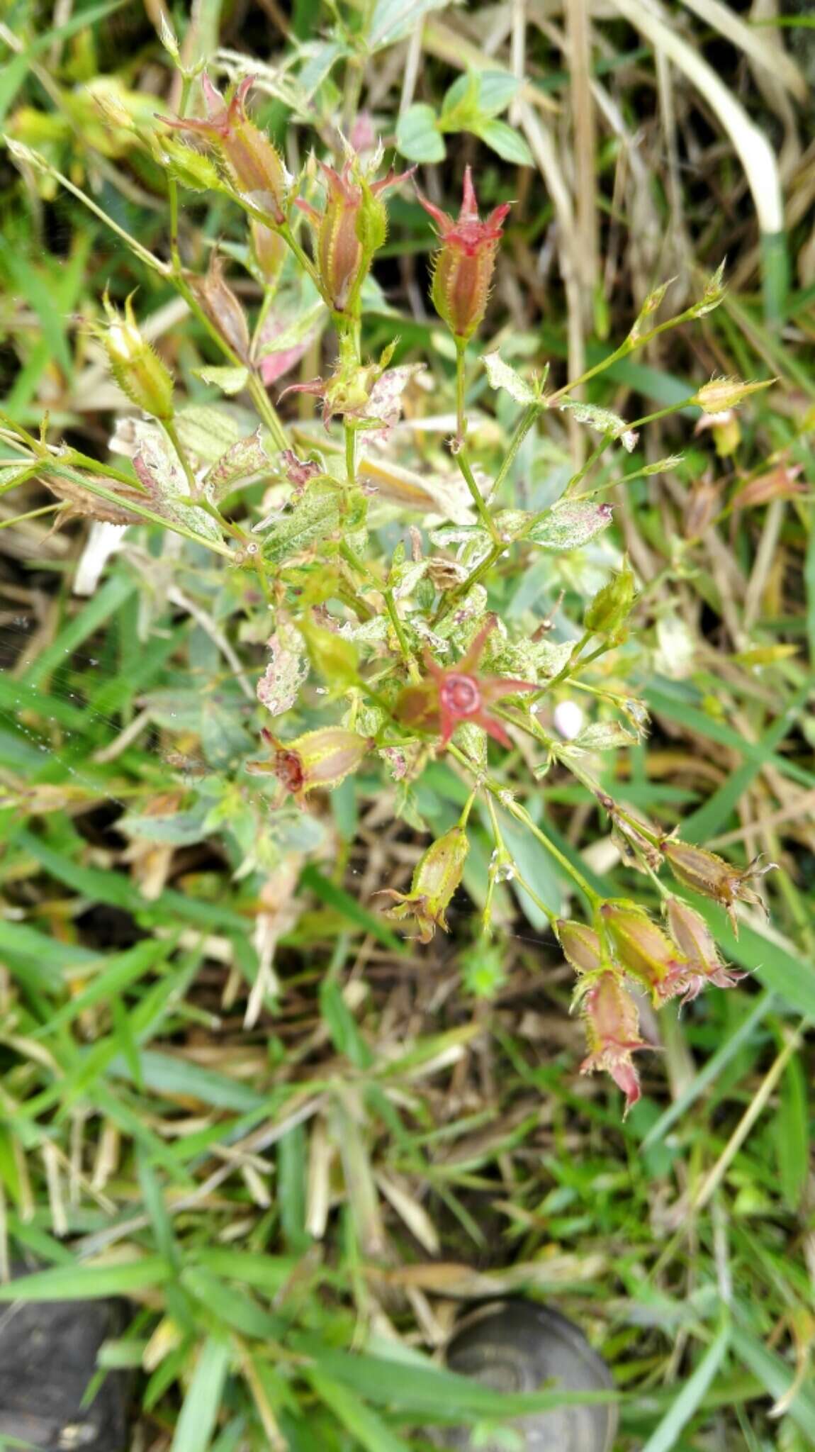 Pterogastra divaricata (Bonpl.) Naud.的圖片