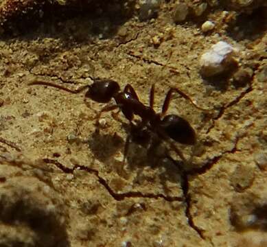 Image of Argentine Ant