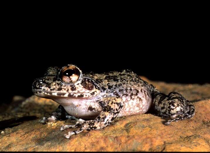 Image of Madagascan frog