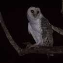 Image of Northern Australian Masked Owl