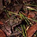 Image of Madagascan frog