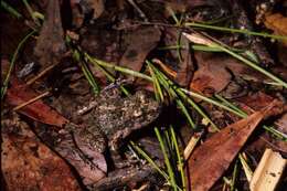 Image of Madagascan frog