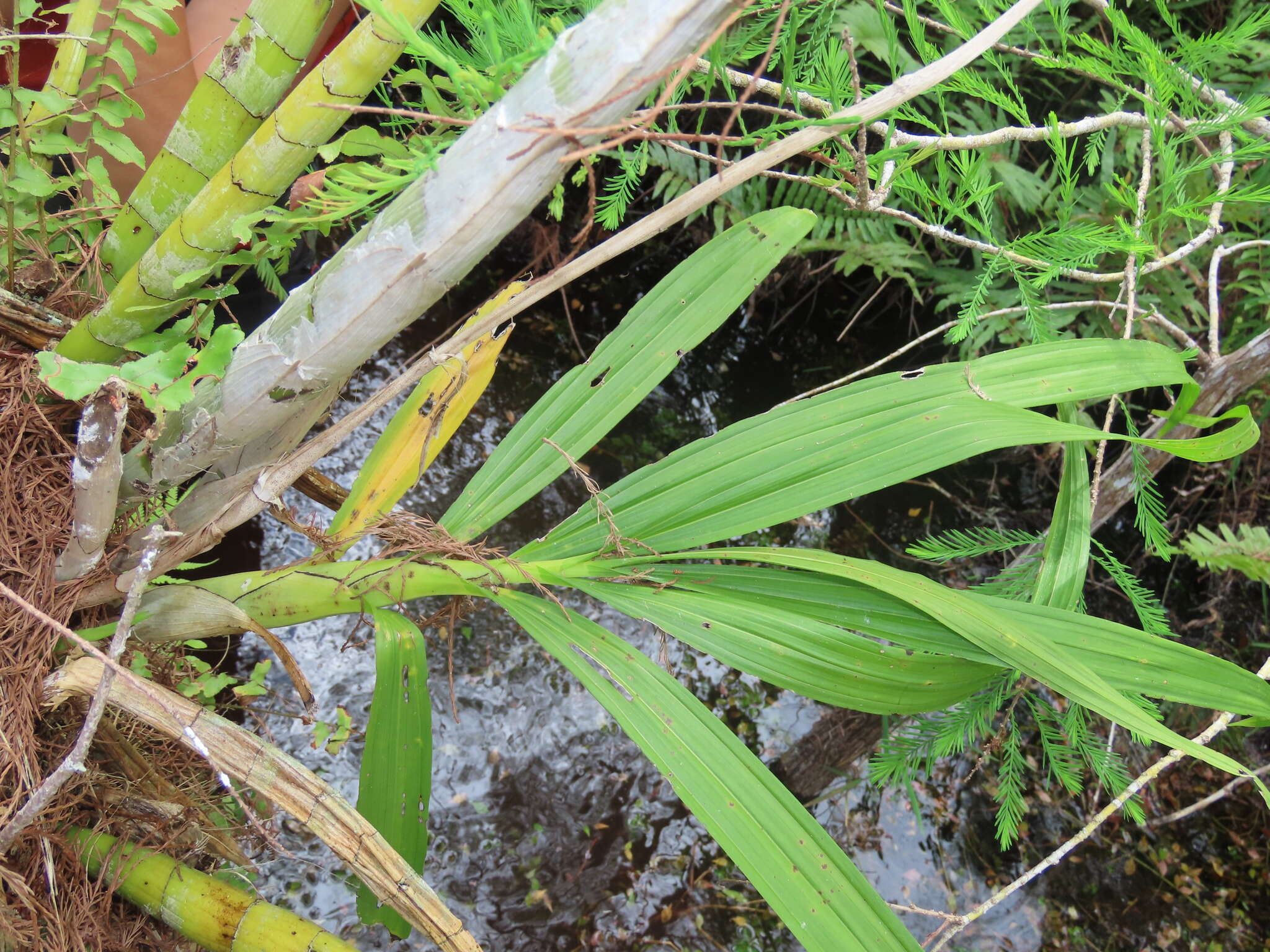 Image of cowhorn orchid