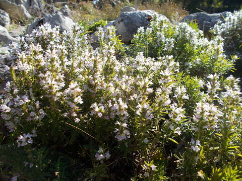 Image of perennial savory