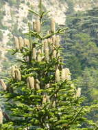 Image of Cilician Fir