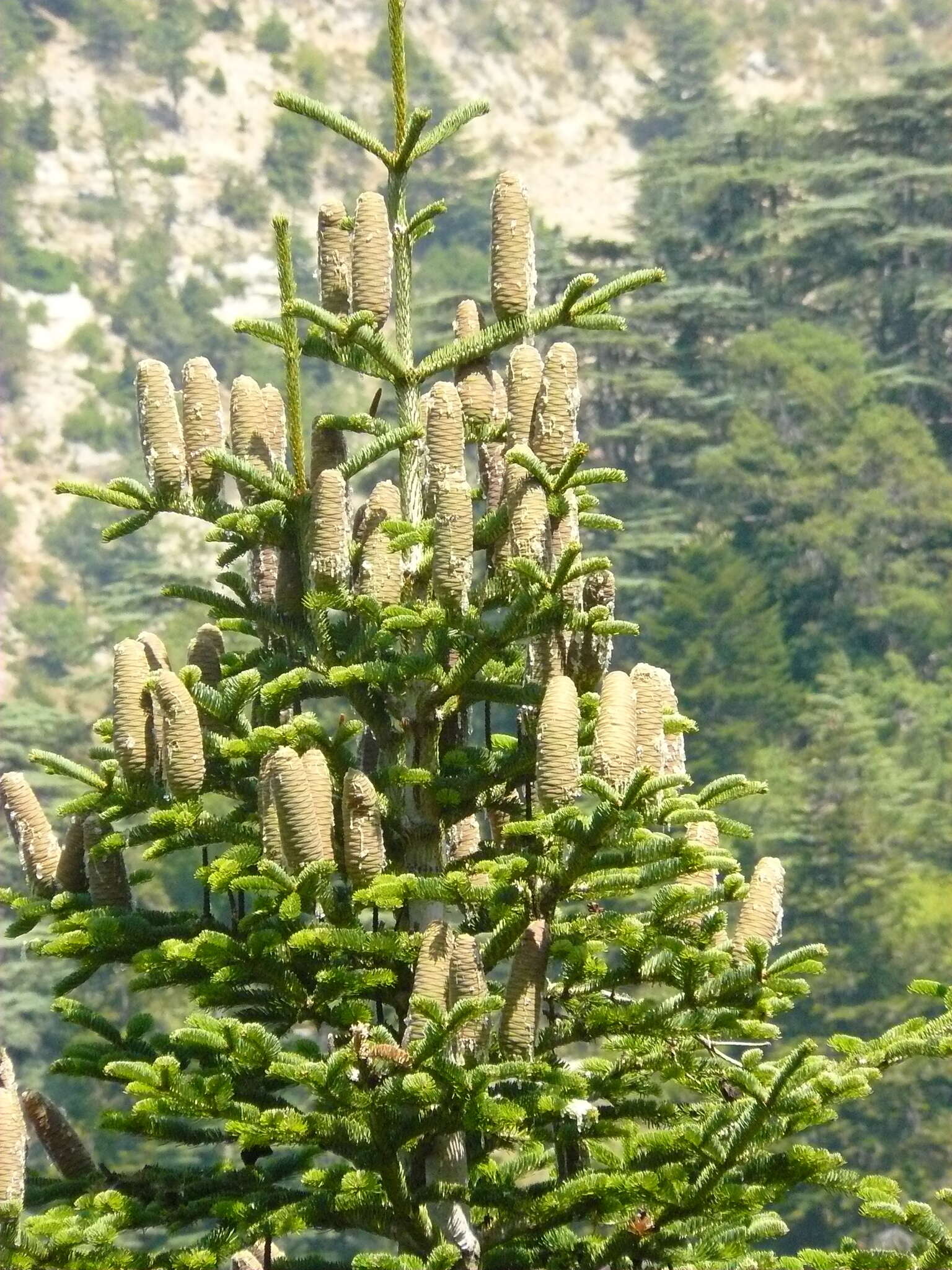 Imagem de Abies cilicica (Antoine & Kotschy) Carrière