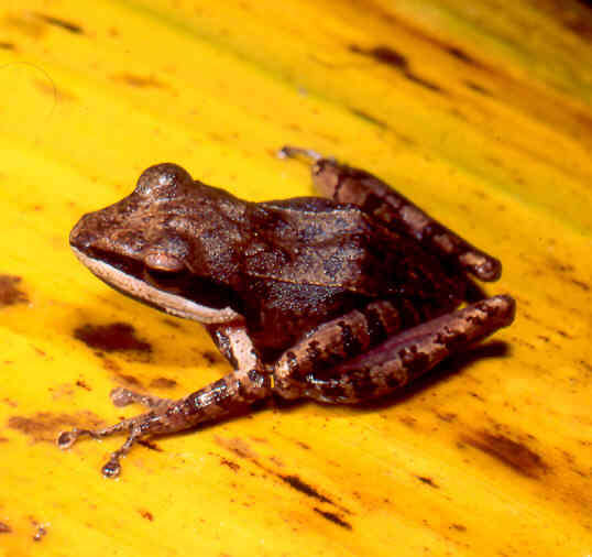 Image of Grainy Madagascar Frog