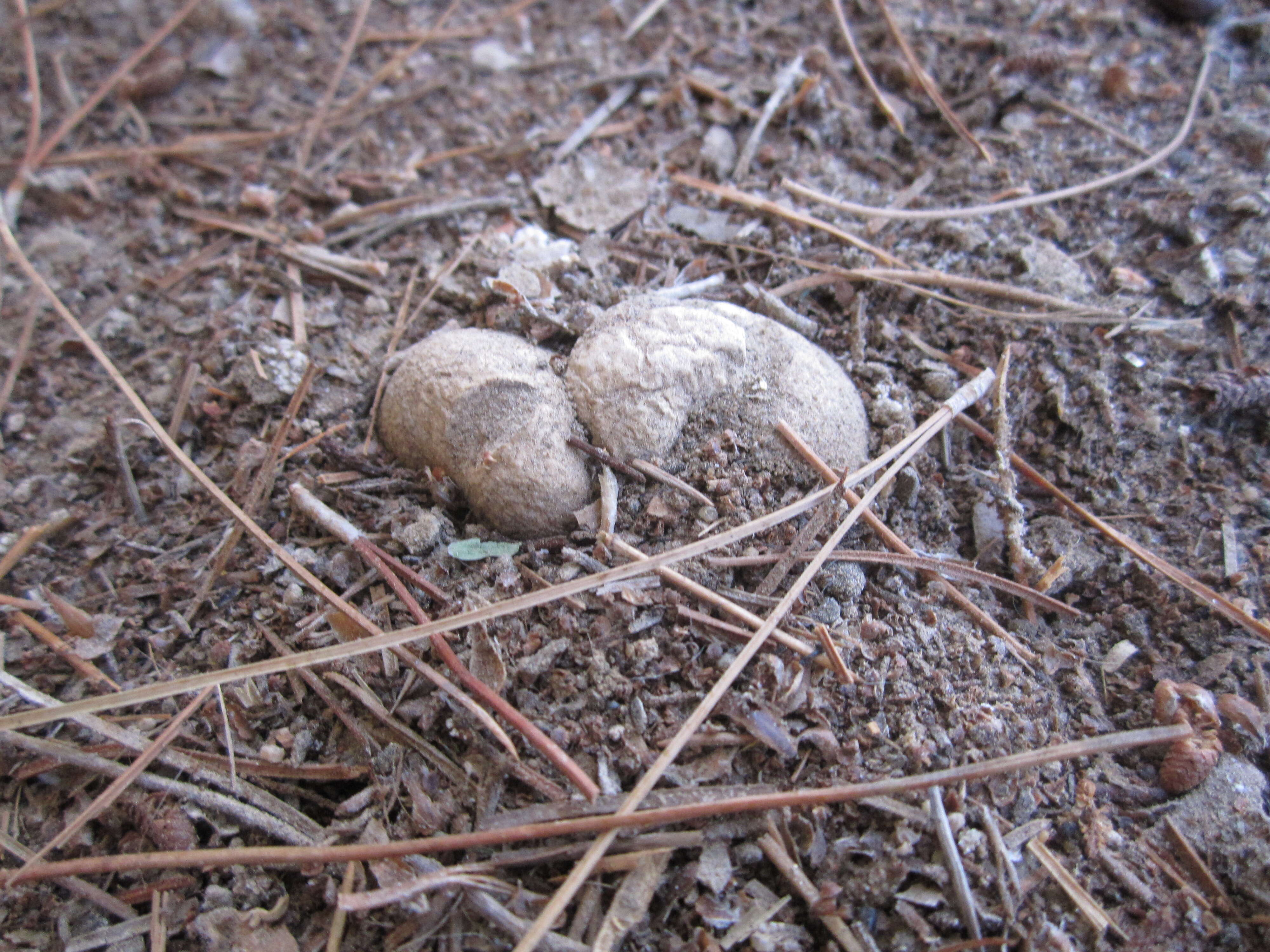 Image of Blushing Beard Truffle