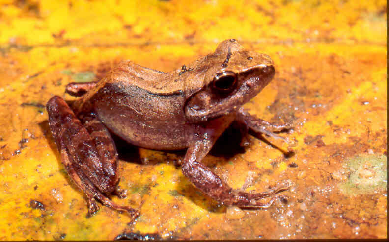 Image of White-spotted Madagascar Frog