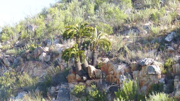 Image of Suurberg Cycad