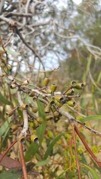 Image of Eucalyptus microcarpa (Maiden) Maiden