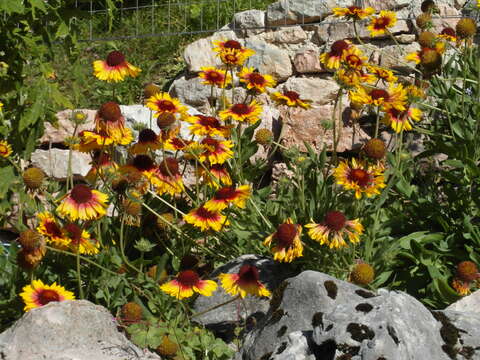 Image of Common perennial gaillardia