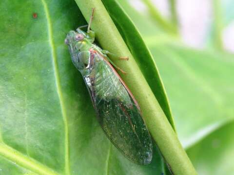 Sivun Chlorocysta vitripennis (Westwood 1851) kuva