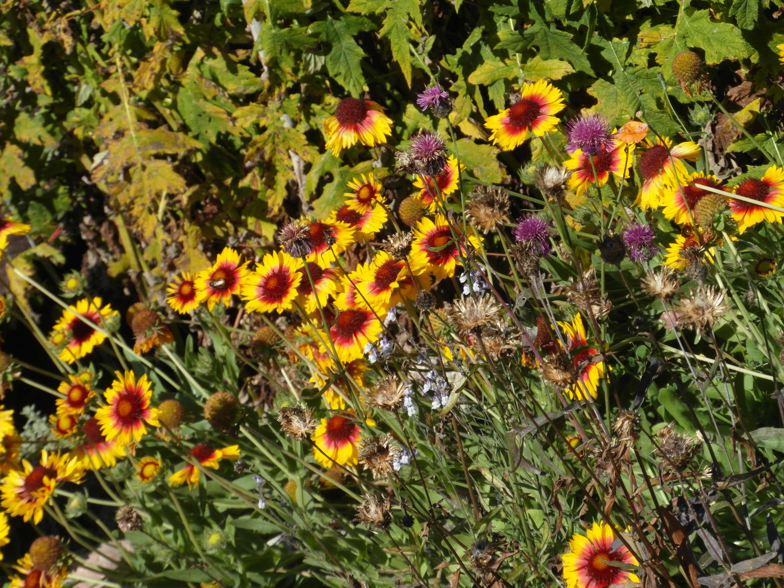 Image of Common perennial gaillardia