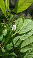 Image of Baphia madagascariensis (A. Heller) A. Heller