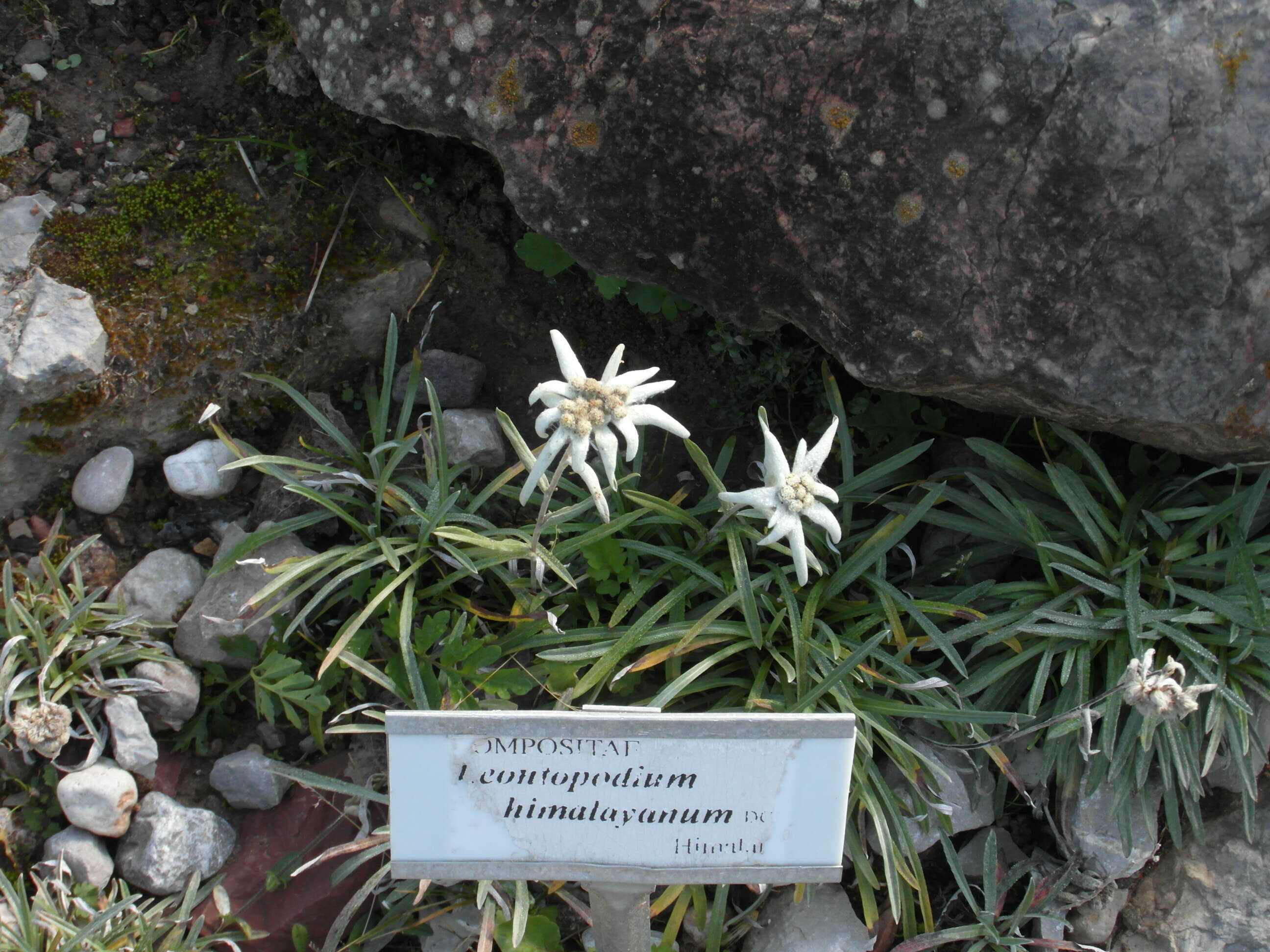 Image of Leontopodium himalayanum DC.