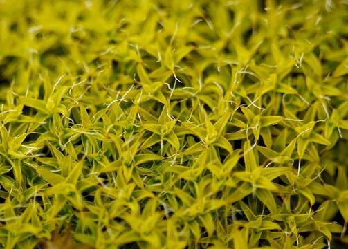 Image of great hairy screw-moss