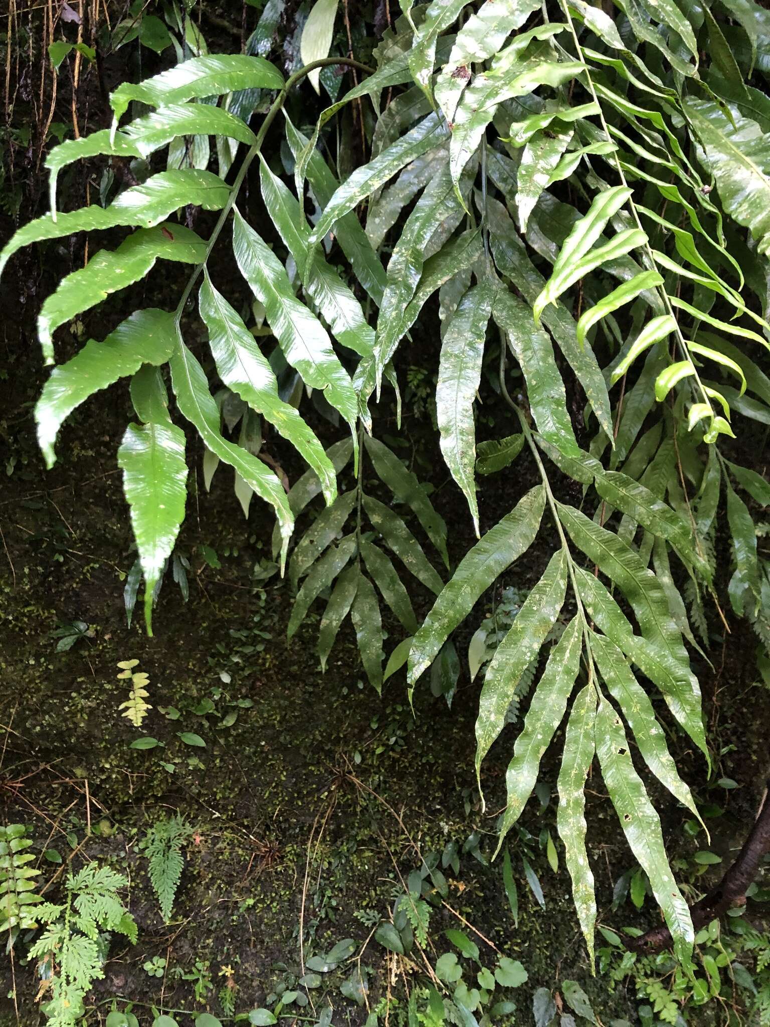 Image of Asplenium formosae Christ