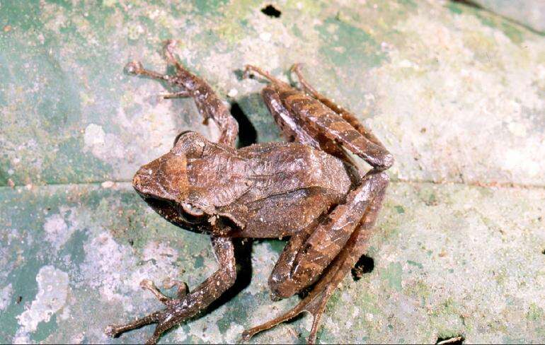 Image of Salegy forest frog