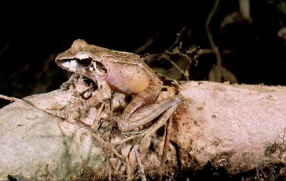 Image of Salegy forest frog