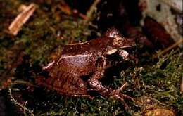Image of Salegy forest frog